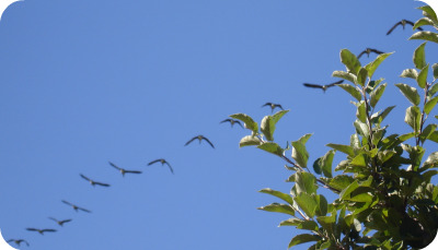 Apple Ride Geese.jpg